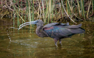 3rd PrizeOpen Nature In Class 3 By Jim Cotter For Glossy Ibis Fishing APR-2024
