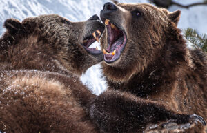 Brawling Bears