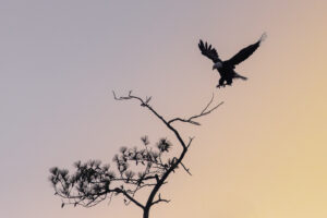 Early Dawn Eagle