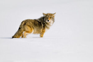 Snow E. Coyote
