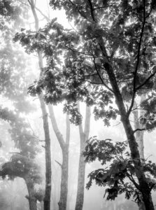 Trees in the Mist