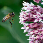 1st PrizeOpen Color In Class 3 By Chuck Payette For Milkweed Buffet SEP-2024