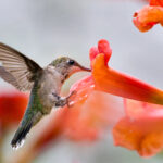 1st PrizeOpen Color In Class 3 By John Hoyt For Feeding Time SEP-2024