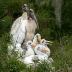 1st PrizeOpen Nature In Class 3 By Jim Cotter For Family Portrait SEP-2024