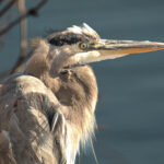 2nd PrizeOpen Color In Class 1 By Dennis Roberts For Watchful Eye SEP-2024