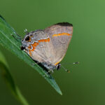 2nd PrizeOpen Nature In Class 2 By Judith Picciotto For Red Banded Hairstreak SEP-2024