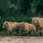 2nd PrizeOpen Nature In Class 3 By Edward Crawford For Away From Danger SEP-2024