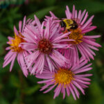 2nd PrizeOpen Color In Class 1 By Mark Sandler For Bee On Aster At End Of Season OCT-2024