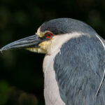 2nd PrizeOpen Nature In Class 3 By Linda Gundersen For Contemplative Night Heron OCT-2024